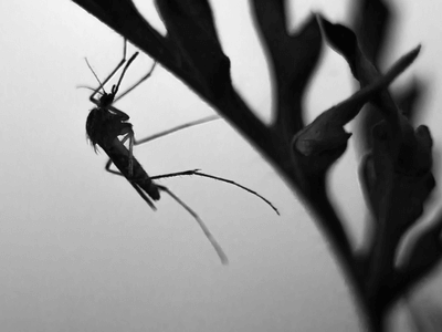 About Termite & Rodent Pest Control Glendale - pest control experts in Glendale